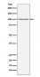 Anti-Dynamin 2 Monoclonal Antibody