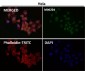 Anti-Ran Monoclonal Antibody