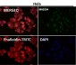 Anti-Ran Monoclonal Antibody