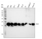 Anti-Cyclophilin F Rabbit Monoclonal Antibody
