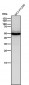 Anti-Slit2 Monoclonal Antibody