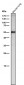 Anti-Slit2 Monoclonal Antibody