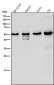Anti-Slit2 Monoclonal Antibody