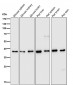 Anti-DNA Polymerase beta Monoclonal Antibody