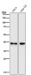 Anti-DNA Polymerase beta Monoclonal Antibody