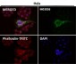 Anti-xCT Rabbit Monoclonal Antibody