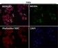 Anti-xCT Rabbit Monoclonal Antibody