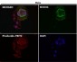 Anti-xCT Rabbit Monoclonal Antibody