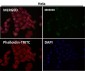 Anti-xCT Rabbit Monoclonal Antibody
