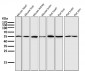 Anti-xCT Rabbit Monoclonal Antibody