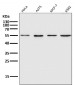 Anti-xCT Rabbit Monoclonal Antibody