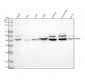 Anti-Atg4A Monoclonal Antibody