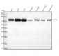 Anti-MAP3K7 Monoclonal Antibody