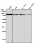 Anti-Prolactin Receptor Rabbit Monoclonal Antibody