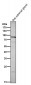 Anti-Prolactin Receptor Rabbit Monoclonal Antibody