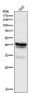 Anti-CD79a Monoclonal Antibody