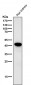 Anti-Glycophorin A (CD235a) GYPA Monoclonal Antibody