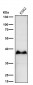 Anti-Glycophorin A (CD235a) GYPA Monoclonal Antibody
