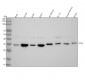 Anti-Thymidylate Synthase TYMS Monoclonal Antibody