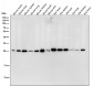 Anti-HPRT HPRT1 Monoclonal Antibody