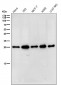 Anti-HPRT HPRT1 Monoclonal Antibody