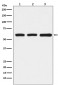 Anti-KAT9 / Elp3 Rabbit Monoclonal Antibody