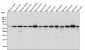 Anti-KAT9 / Elp3 Rabbit Monoclonal Antibody