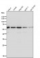 Anti-KAT9 / Elp3 Rabbit Monoclonal Antibody