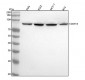 Anti-LSD2 / AOF1 Monoclonal Antibody