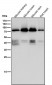 Anti-PKC eta Rabbit Monoclonal Antibody