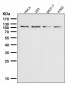 Anti-TRPM8 Monoclonal Antibody