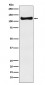 Anti-USP10 Monoclonal Antibody