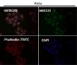 Anti-USP11 Monoclonal Antibody
