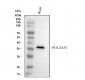 Anti-BOB1 Monoclonal Antibody