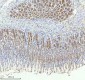 Anti-TRIM25 Monoclonal Antibody