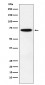 Anti-NRF1 Rabbit Monoclonal Antibody