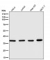 Anti-WDR5 Monoclonal Antibody