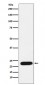 Anti-mtTFA Rabbit Monoclonal Antibody