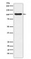 Anti-DNA Ligase IV Rabbit Monoclonal Antibody