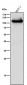Anti-DNA Ligase IV Rabbit Monoclonal Antibody