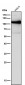 Anti-DNA Ligase IV Rabbit Monoclonal Antibody