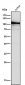 Anti-DNA Ligase IV Rabbit Monoclonal Antibody