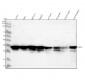 Anti-HuR / ELAVL1 Monoclonal Antibody