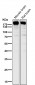 Anti-SynGAP Rabbit Monoclonal Antibody