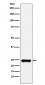 Anti-BAG2 Monoclonal Antibody