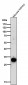 Anti-GCLM Monoclonal Antibody