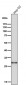 Anti-GCLM Monoclonal Antibody