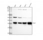 Anti-DDAH1 Monoclonal Antibody