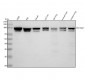 Anti-ALIX Rabbit Monoclonal Antibody