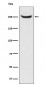 Anti-NuMA NUMA1 Monoclonal Antibody